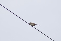 Cincloramphus mathewsi