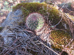 Mammillaria rhodantha fera-rubra