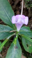 Bonnaya ruelloides