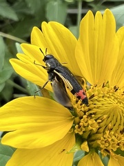 Acmaeodera flavomarginata