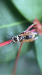 Brachygastra mellifica