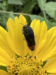 Acmaeodera flavomarginata
