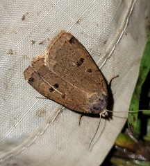 Abagrotis cupida