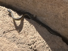 Thamnophis hammondii