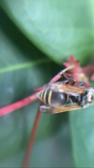 Brachygastra mellifica