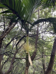 Arecoideae