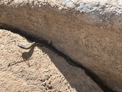 Thamnophis hammondii