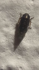 Xestocephalus