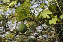 Passiflora subpeltata