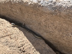 Thamnophis hammondii