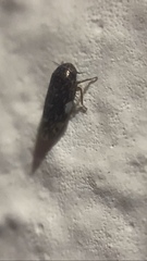 Xestocephalus