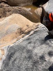 Thamnophis hammondii