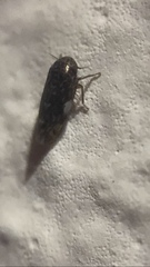 Xestocephalus