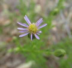 Vittadinia