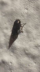 Xestocephalus