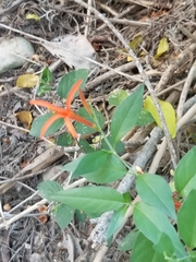 Anisacanthus