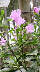 Strobilanthes cusia