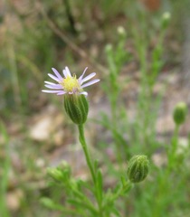 Vittadinia