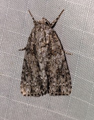 Acronicta hamamelis