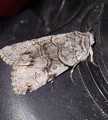 Sympistis chionanthi