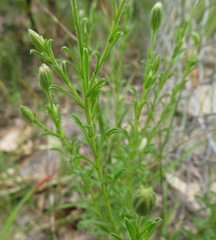Vittadinia