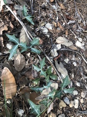 Berberis trifoliolata