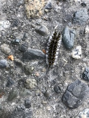 Lophocampa roseata
