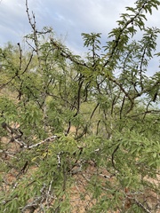 Vachellia schaffneri bravoensis