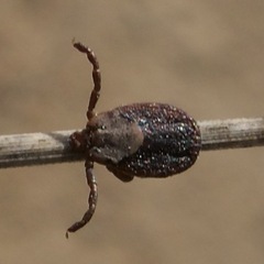 Dermacentor occidentalis