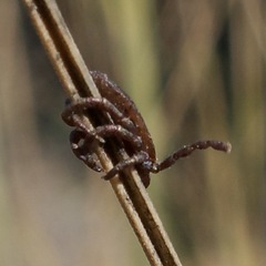 Dermacentor occidentalis