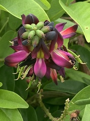 Wisteriopsis reticulata