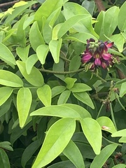 Wisteriopsis reticulata