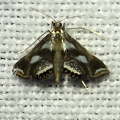 Chrysendeton imitabilis