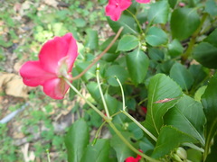 Impatiens walleriana