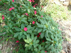 Impatiens walleriana