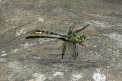 Ophiogomphus mainensis