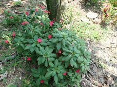 Impatiens walleriana