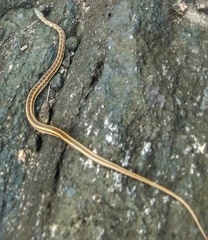 Amphiesma stolatum