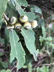 Quercus glauca