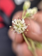Montanoa tomentosa