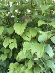 Viburnum rafinesqueanum