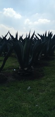 Agave mapisaga