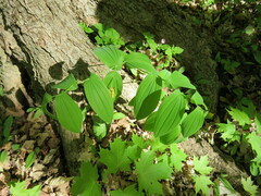 Uvularia grandiflora
