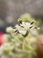 Montanoa tomentosa