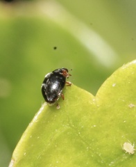 Coleoptera