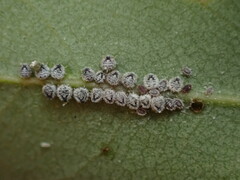 Euthoracaphis umbellulariae