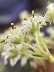 Montanoa tomentosa