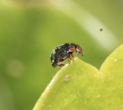 Coleoptera