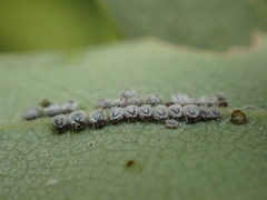 Euthoracaphis umbellulariae