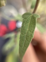 Montanoa tomentosa